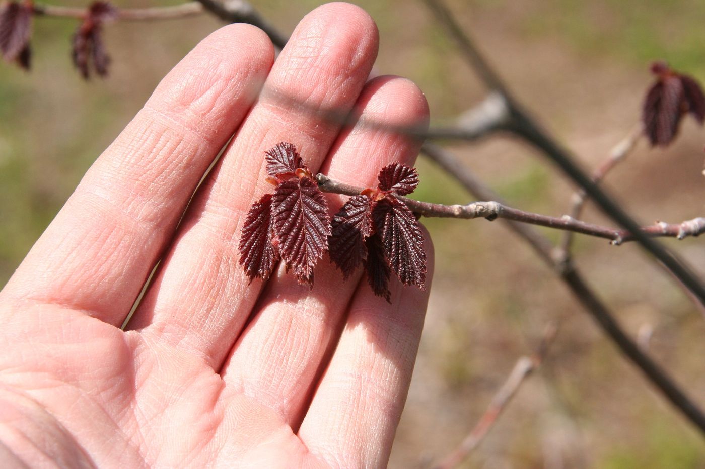 Image of Corylus avellana specimen.