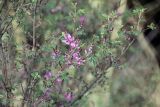 семейство Fabaceae. Ветвь с соцветиями. Бутан, дзонгхаг Тхимпху, г. Тхимпху. 01.05.2019.