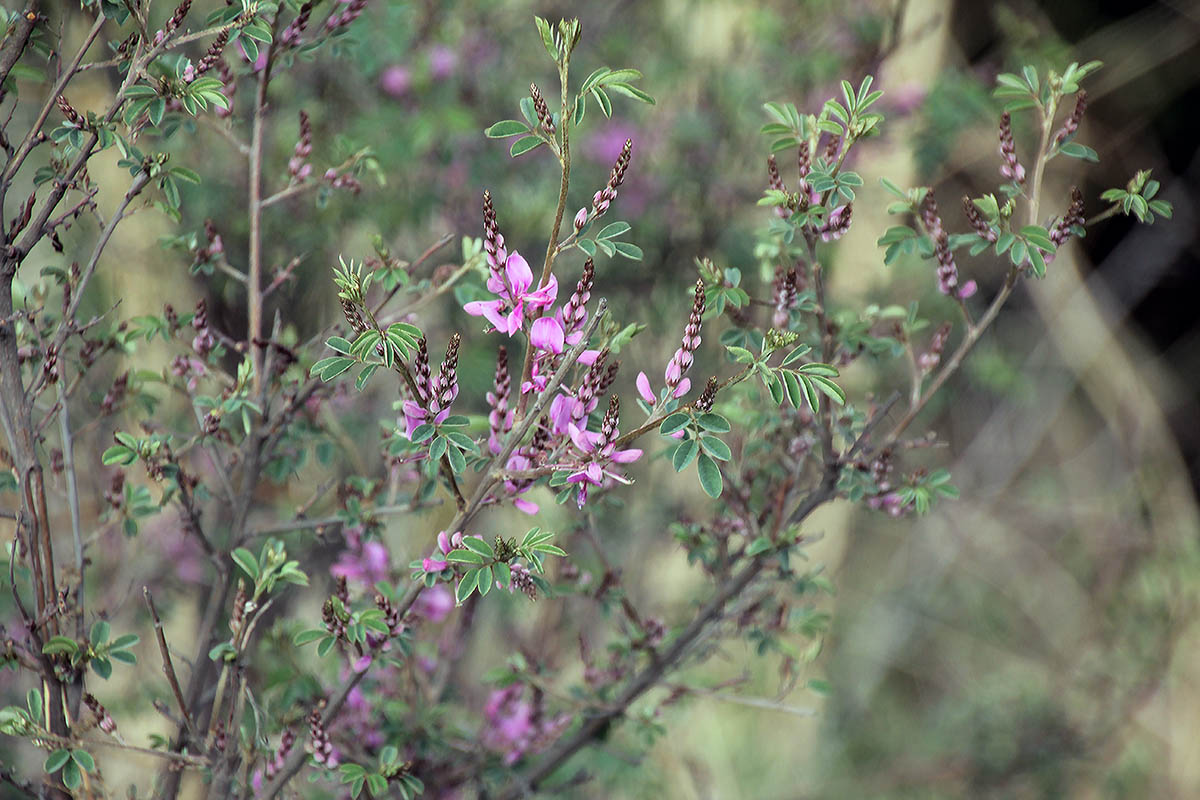 Изображение особи семейство Fabaceae.