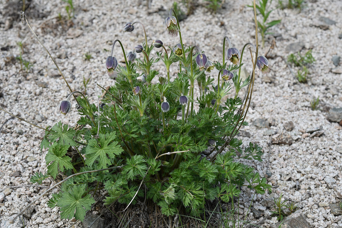 Image of Pulsatilla campanella specimen.