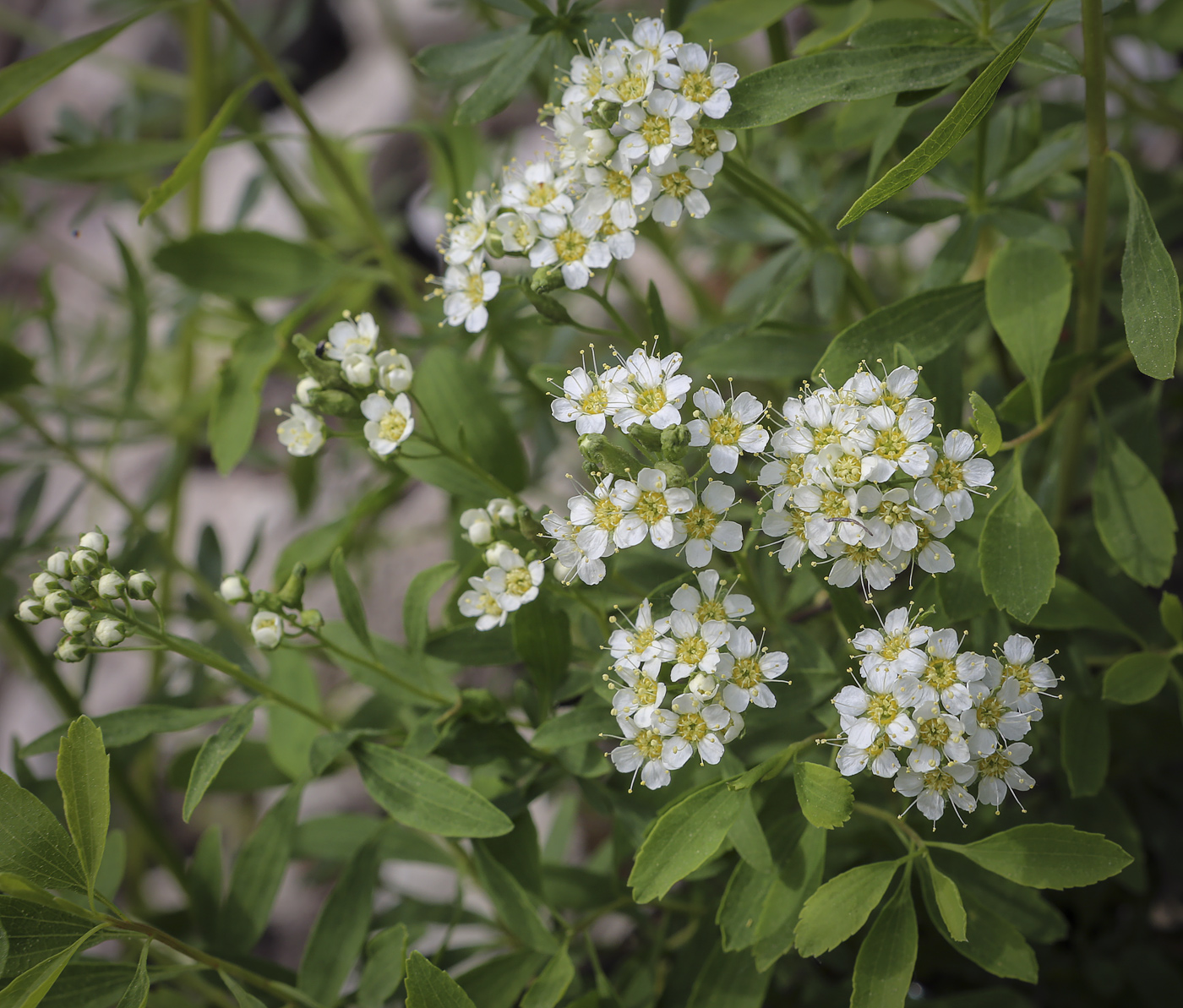 Изображение особи Spiraea crenata.