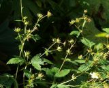 Potentilla elatior