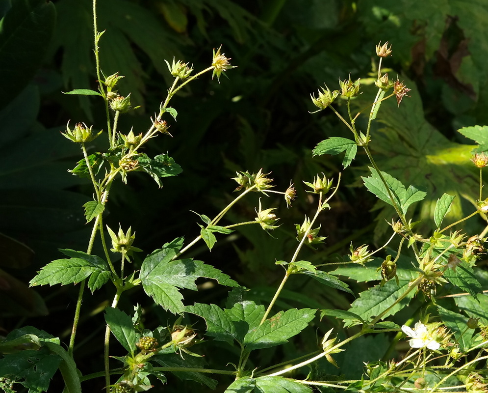 Изображение особи Potentilla elatior.