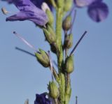 Veronica linariifolia