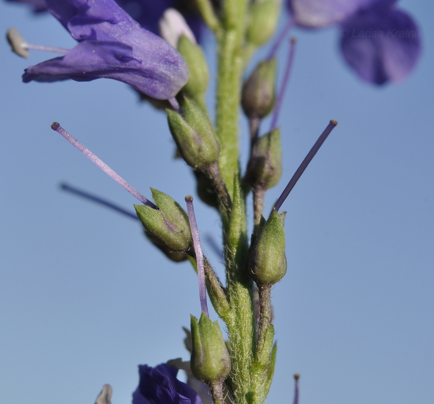 Image of Veronica linariifolia specimen.