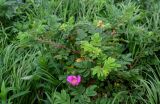 Rosa rugosa