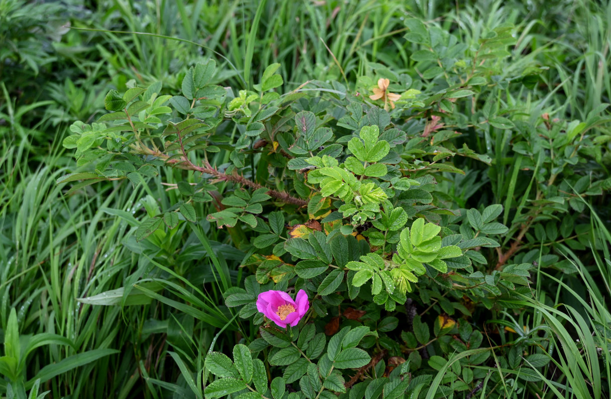 Image of Rosa rugosa specimen.