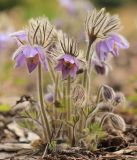 Pulsatilla ajanensis