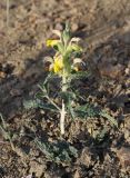 Phlomoides subspicata