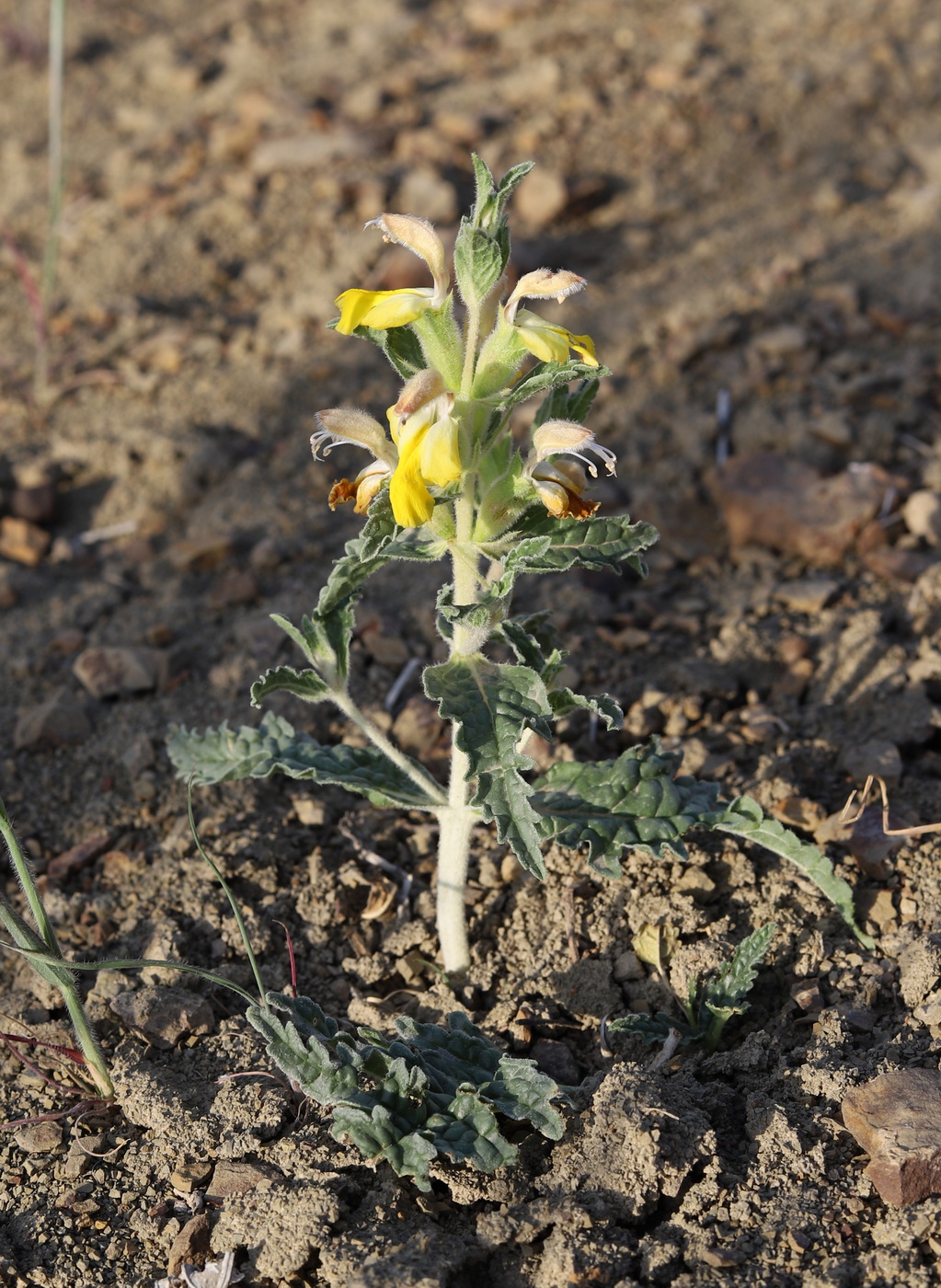 Image of Phlomoides subspicata specimen.