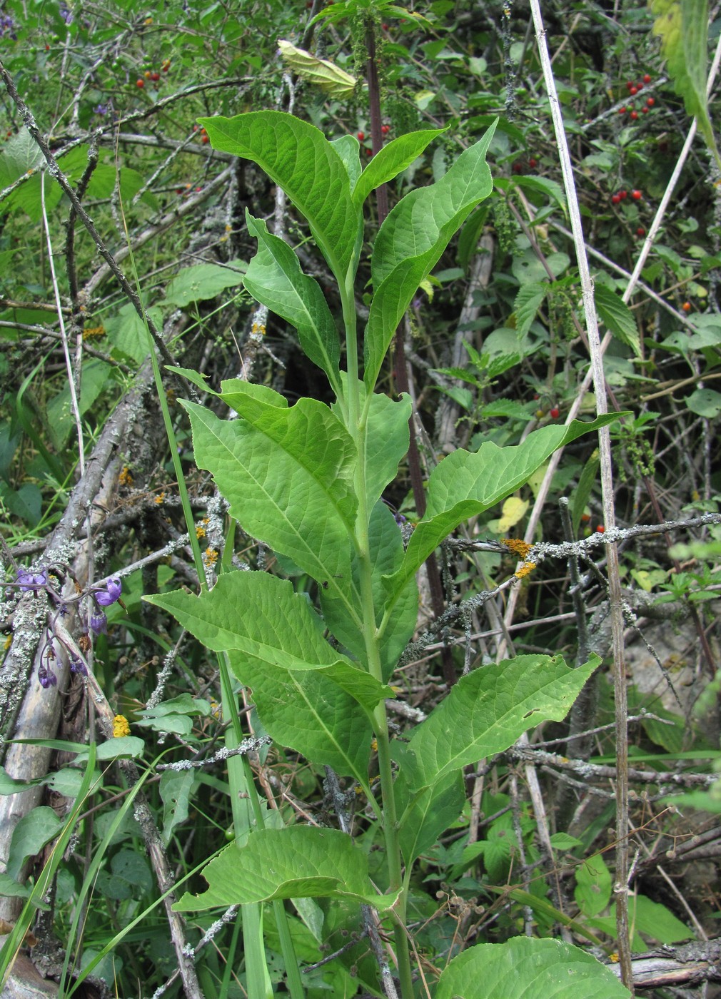 Изображение особи Euonymus europaeus.