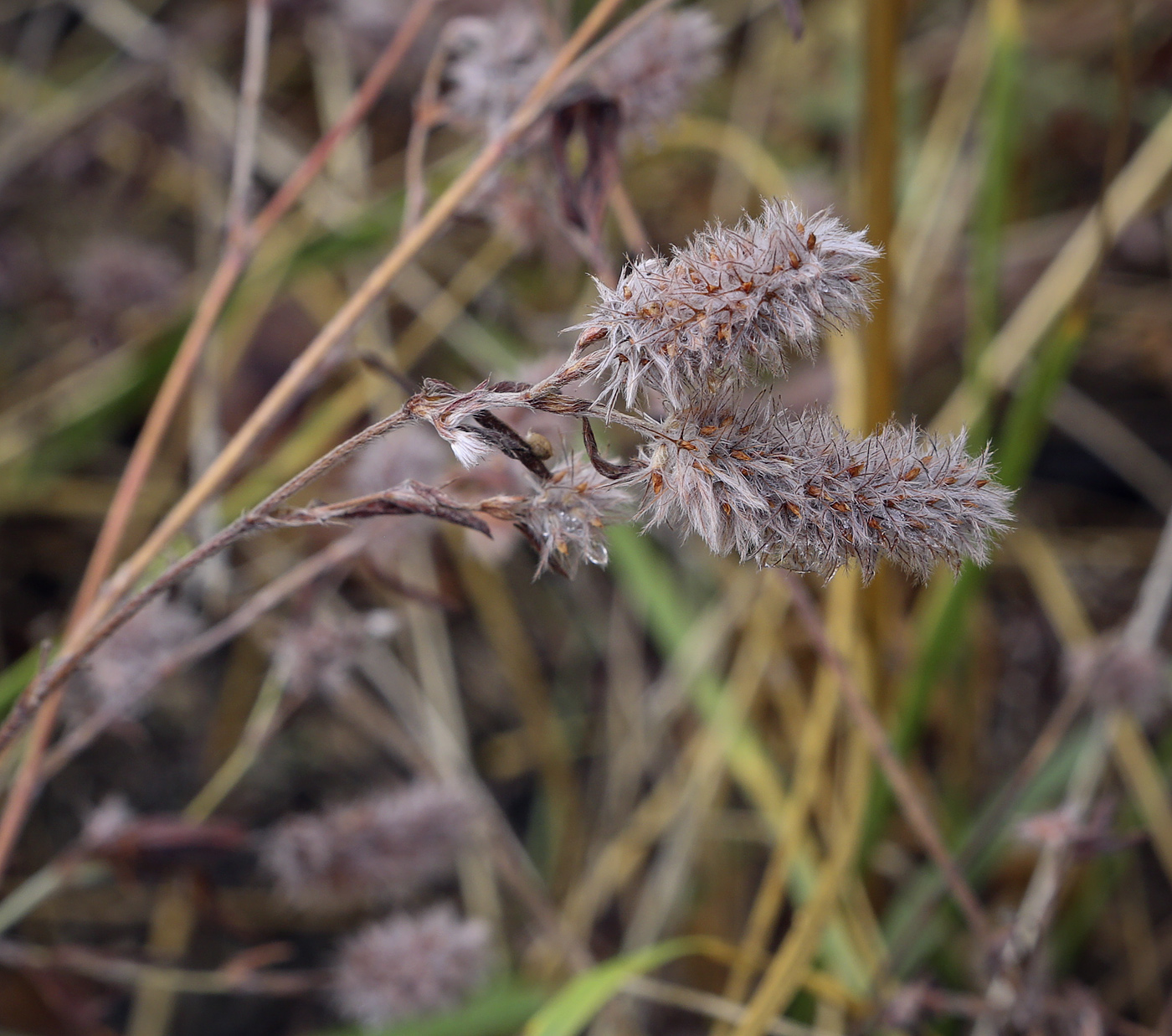 Image of Trifolium arvense specimen.