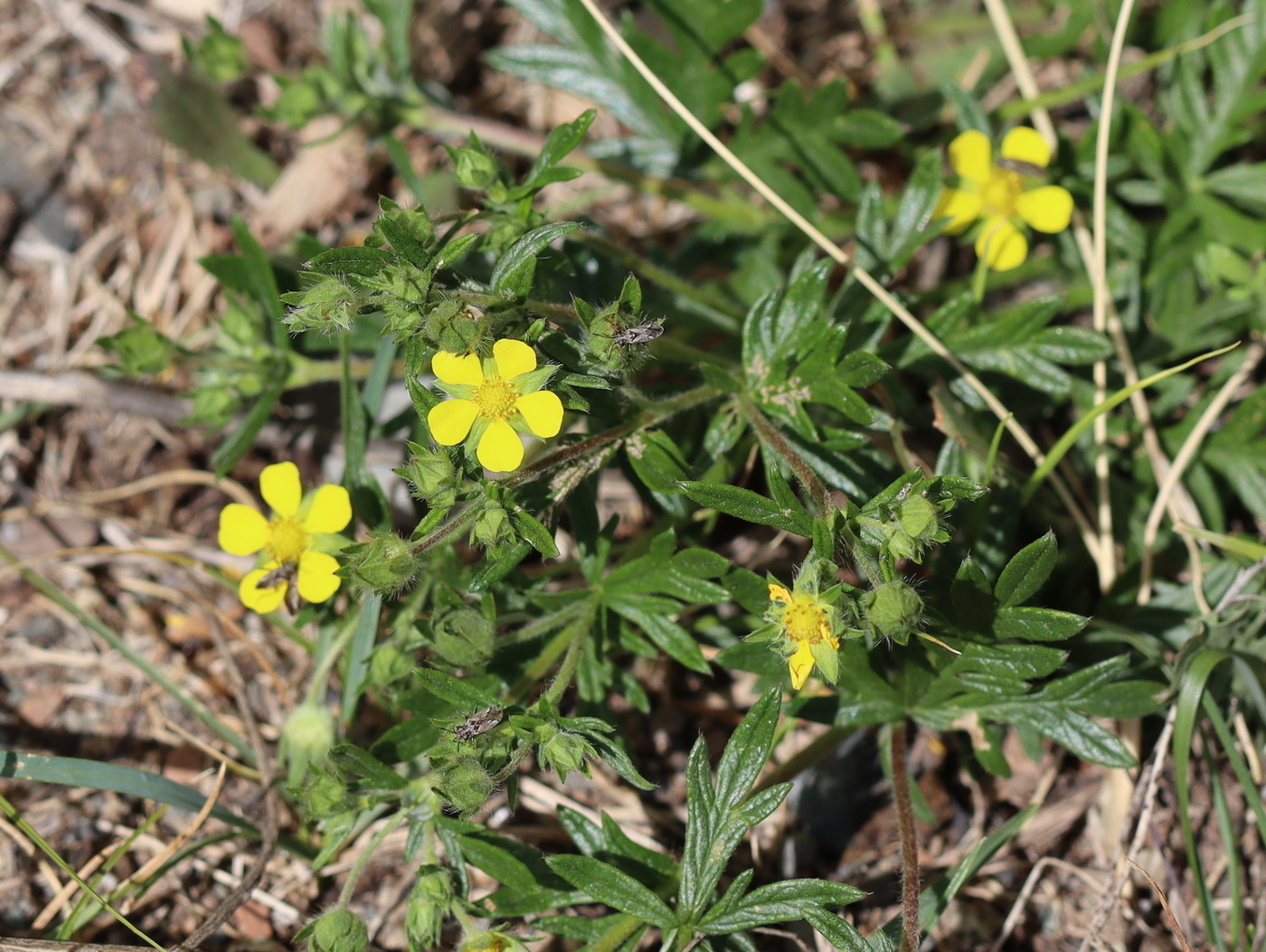 Image of Potentilla tergemina specimen.