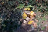 Quercus pyrenaica. Верхушка веточки с листьями в осенней окраске. Израиль, г. Иерусалим, ботанический сад университета. 30.11.2022.
