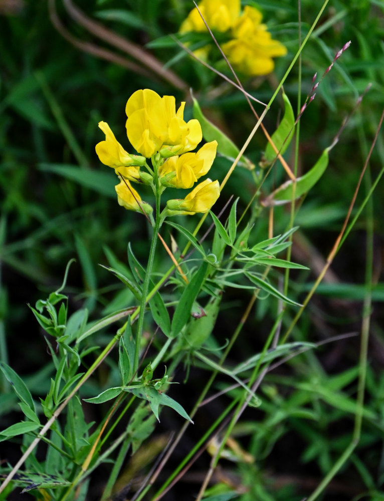 Image of Lathyrus pratensis specimen.