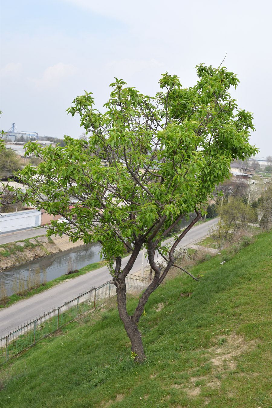 Image of Amygdalus communis specimen.