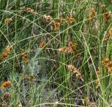 Carex colchica