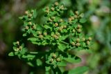 Euphorbia pilosa