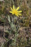 Tragopogon orientalis