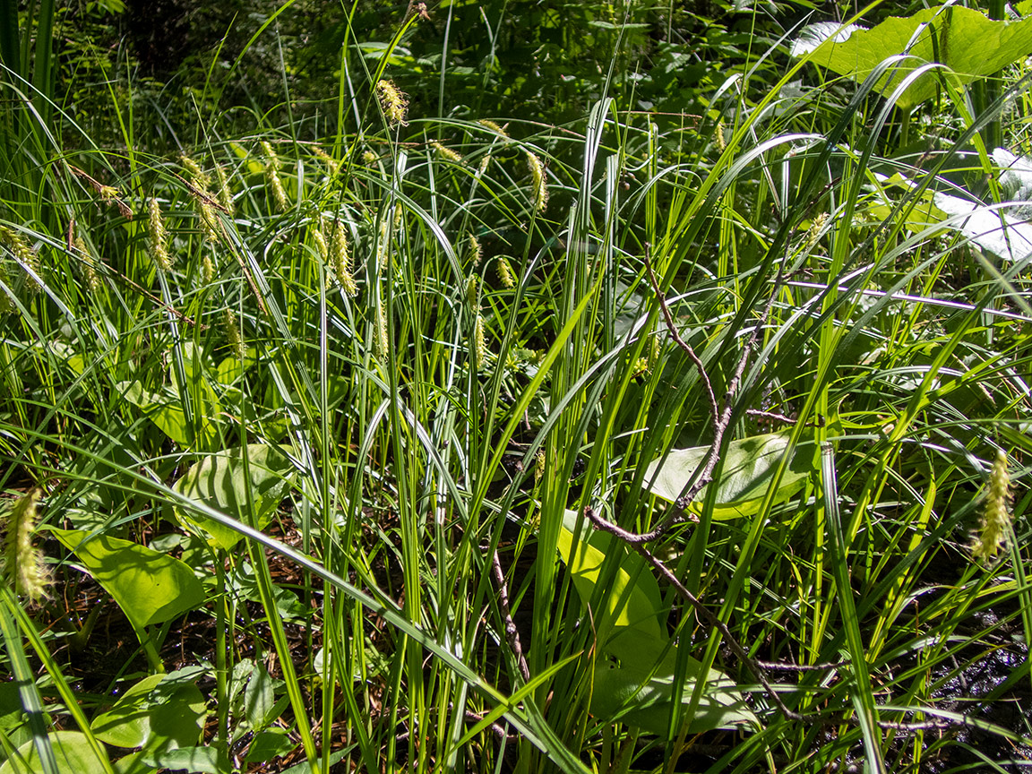 Изображение особи Carex vesicaria.