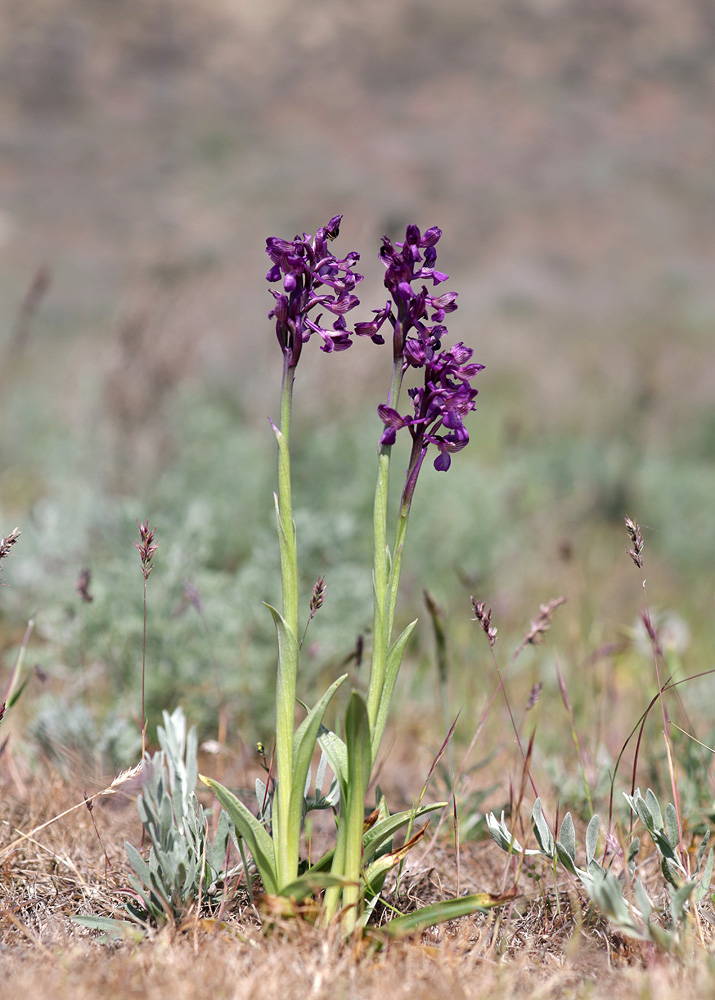 Image of Anacamptis morio ssp. caucasica specimen.