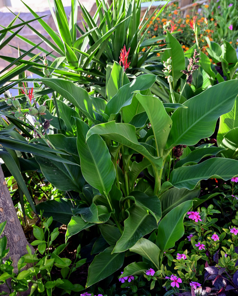 Image of Canna indica specimen.