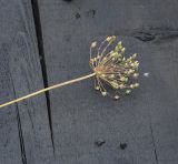 Androsace septentrionalis