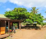 Delonix regia. Крона плодоносящего растения. Чили, обл. Valparaiso, провинция Isla de Pascua, г. Hanga Roa, сквер. 14.03.2023.