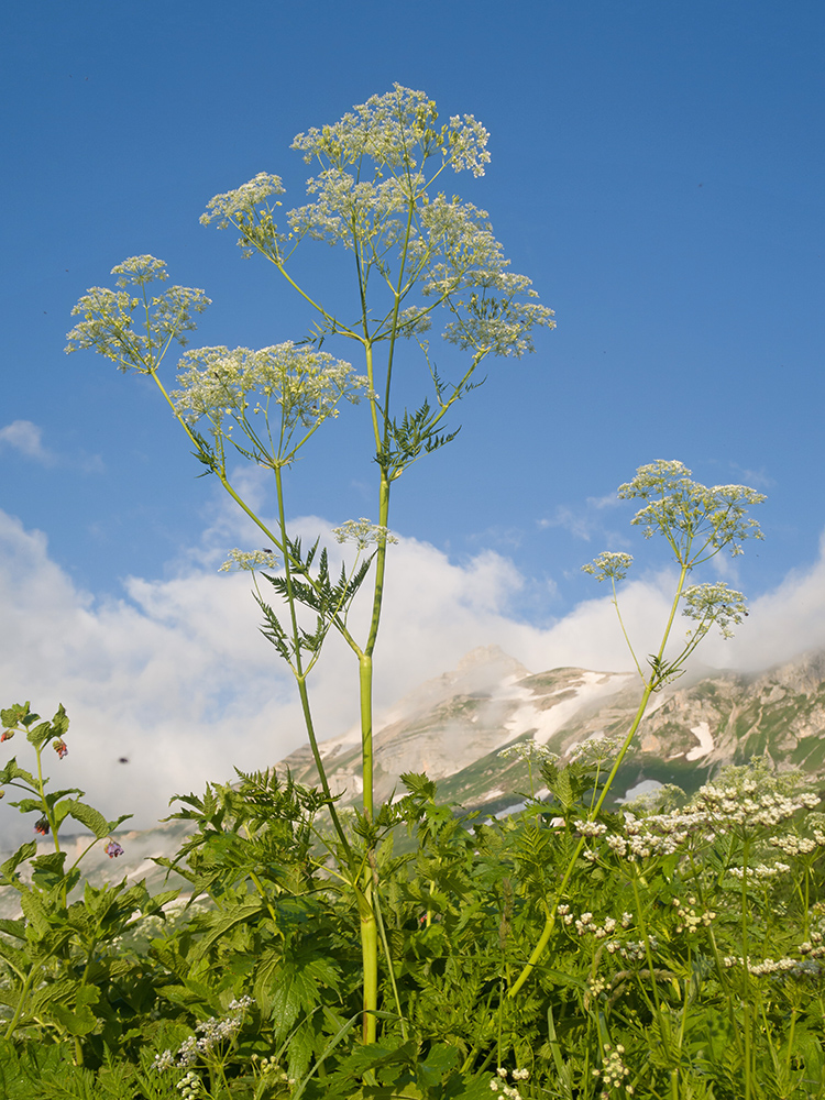 Изображение особи Anthriscus sylvestris var. nemorosa.