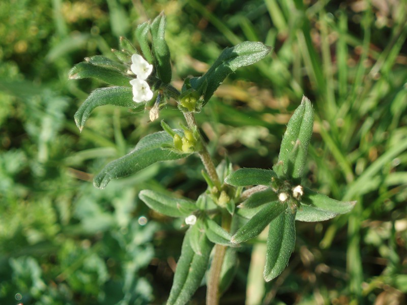 Image of Buglossoides arvensis specimen.