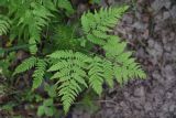 Pteridium pinetorum. Верхушка вайи. Челябинская обл., Верхнеуфалейский гор. округ, окр. горы Малый Шихан, берёзовый лес. 2 июля 2023 г.