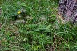 Pulsatilla multifida