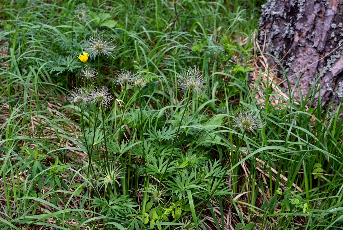 Изображение особи Pulsatilla multifida.