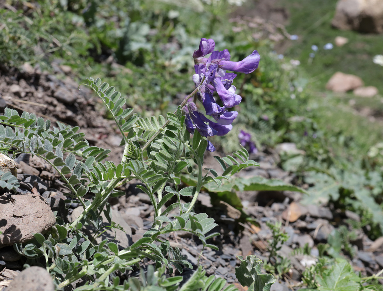 Изображение особи Vicia sosnowskyi.