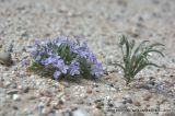 Langloisia setosissima. Цветущее растение (слева; справа - Plantago ovata). Северная Америка, Мексика, полуостров Баха Калифорния, Гваделупе. 21.04.2010.