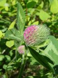 Trifolium pratense