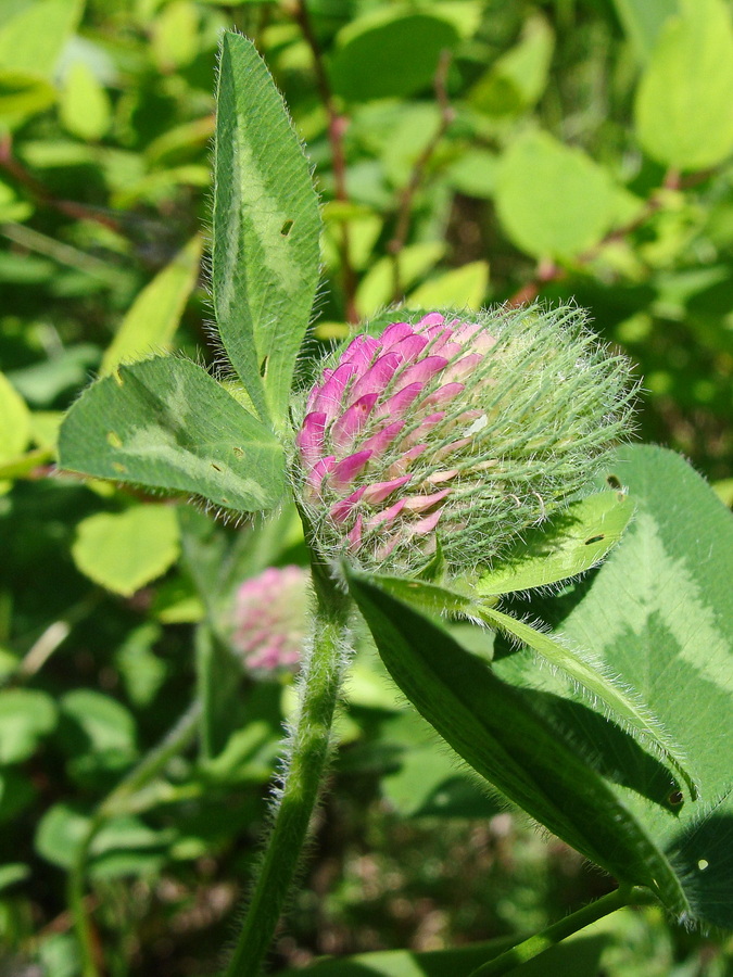 Изображение особи Trifolium pratense.