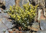 Sedum annuum. Цветущие растения в сообществе с вегетирующим Sedum brevifolium (сизоватые побеги на первом плане). Испания, автономное сообщество Каталония, провинция Жирона, комарка Рипольес, муниципалитет Мольо, плато в окр. горного приюта les Saleres de Caderget (1720 м н.у.м), скальный выход на субальпийском лугу. 09.07.2023.