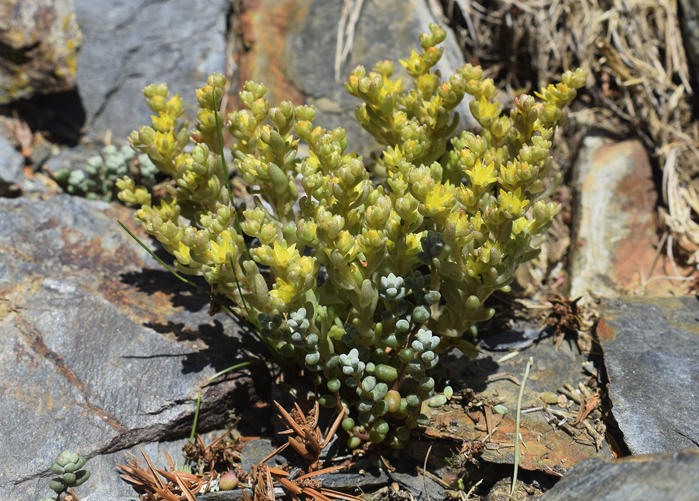 Image of Sedum annuum specimen.