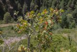 Ribes alpinum. Верхушки ветвей с созревающими плодами. Кабардино-Балкария, Эльбрусский р-н, долина р. Ирик, каменистый склон. 20.08.2023.