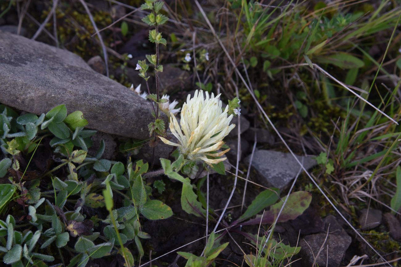 Изображение особи Trifolium canescens.