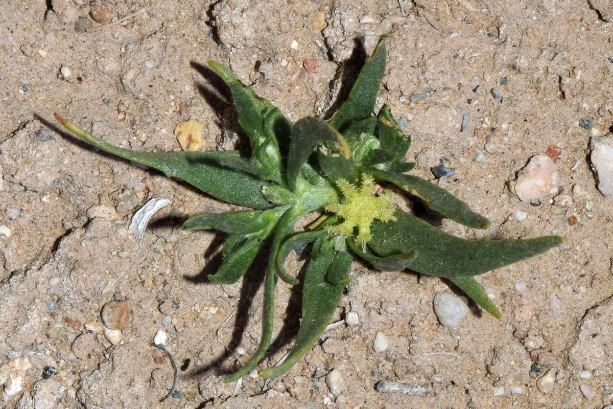 Image of Dipterocome pusilla specimen.