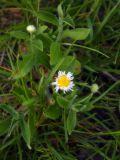 Erigeron annuus