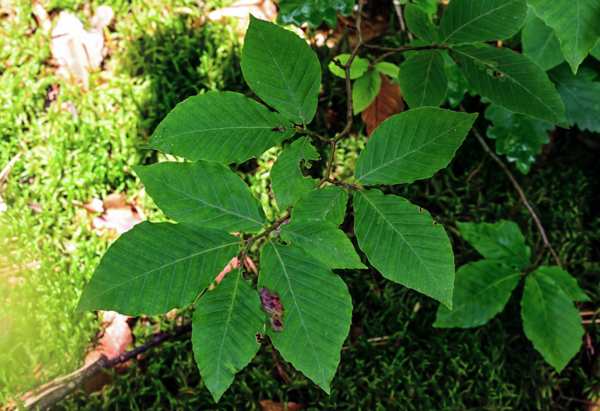 Image of Fagus orientalis specimen.