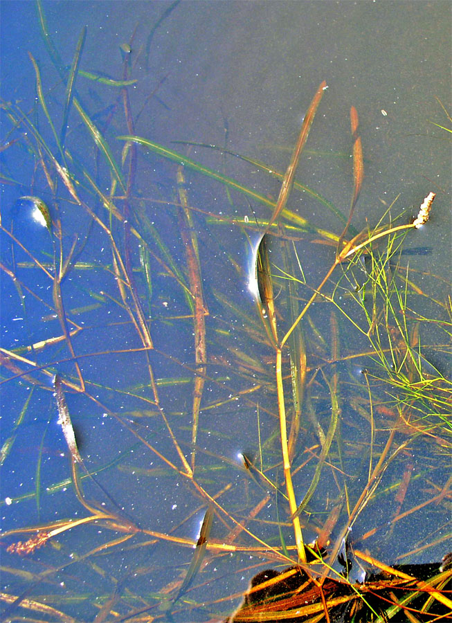 Image of Potamogeton compressus specimen.