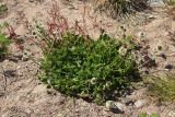 Trifolium repens. Цветущее растение в сообществе с Rumex acetosella (красные побеги на заднем плане). Ленинградская обл., г. Приморск, окр. кирхи Св. Марии Магдалины, берег бухты Катерлахти, на песке у основания звонницы. 11.06.2023.