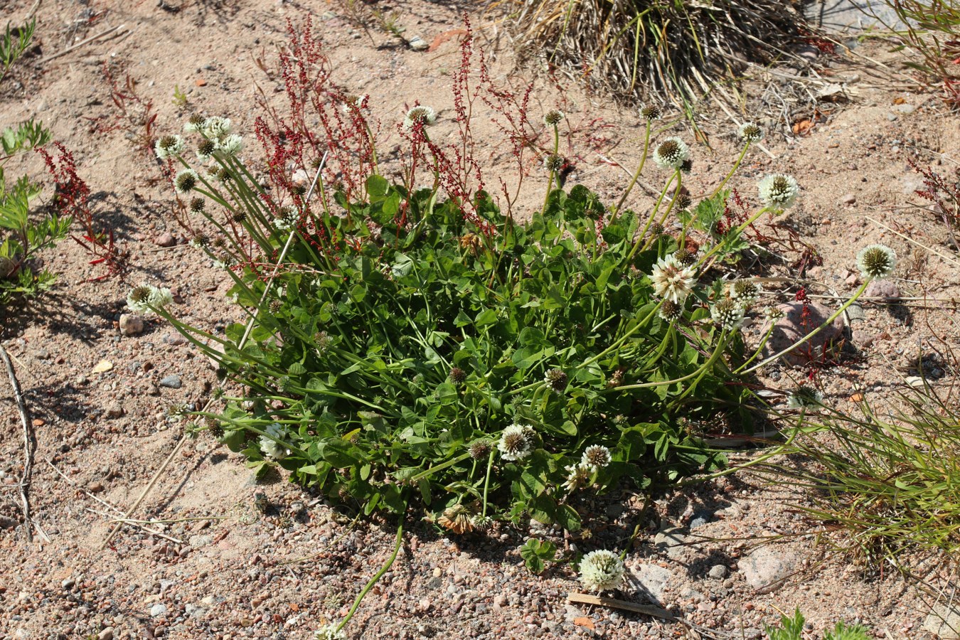 Image of Trifolium repens specimen.