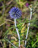 Echinops crispus. Верхушка побега с распускающимся соцветием. Оренбургская обл., Кувандыкский гор. округ, окр. дер. Первое Юмагузино, луг. 05.07.2023.