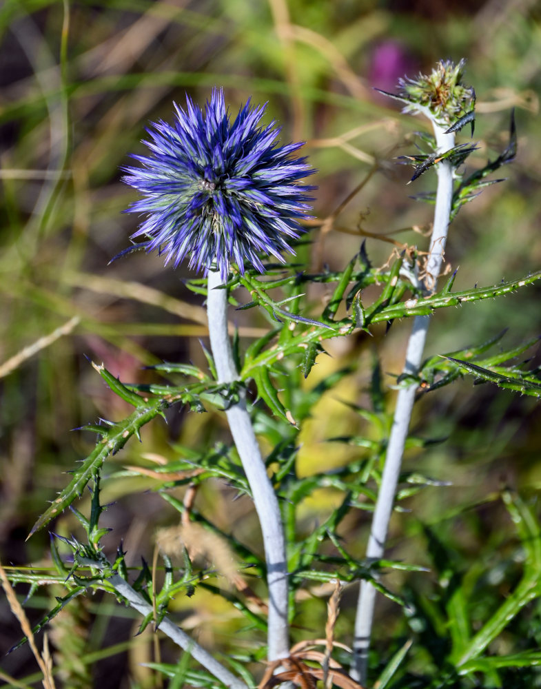 Изображение особи Echinops crispus.