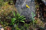 Arnica iljinii